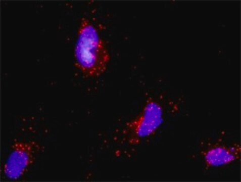 Monoclonal Anti-PTEN antibody produced in mouse clone 2G9, purified immunoglobulin, buffered aqueous solution