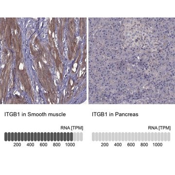 Anti-ITGB1 Prestige Antibodies&#174; Powered by Atlas Antibodies, affinity isolated antibody