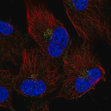 Anti-TMEM165 antibody produced in rabbit Prestige Antibodies&#174; Powered by Atlas Antibodies, affinity isolated antibody