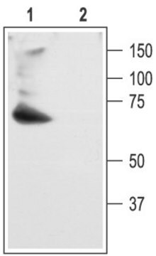 抗カリウムチャネルKv4.2 (Shall, RK5, Kcnd2)抗体 ウサギ宿主抗体 affinity isolated antibody, lyophilized powder