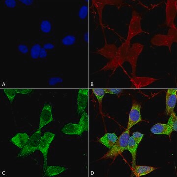 Monoclonal Anti-GABA A Receptor-R-Phycoerythrin antibody produced in mouse clone S399-19