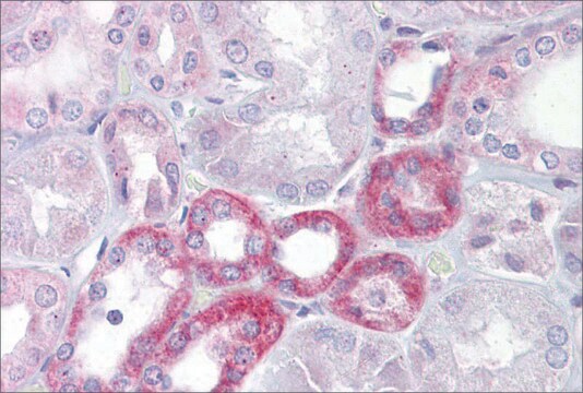 Anti-KL antibody produced in rabbit affinity isolated antibody