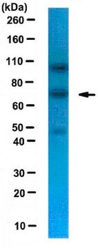 Anti-NXF1 Antibody serum, from rabbit