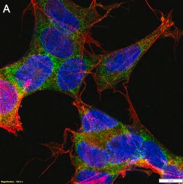 Anti-MEX3A Antibody, clone 1J23 ZooMAb&#174; Rabbit Monoclonal recombinant, expressed in HEK 293 cells