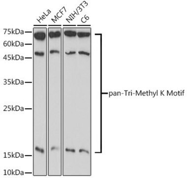 Anti-pan-Tri-Methyl lysine antibody produced in rabbit