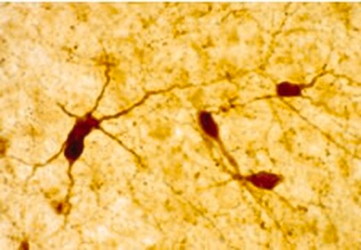 Anti-Neuropeptide Y Rabbit pAb lyophilized, Calbiochem&#174;