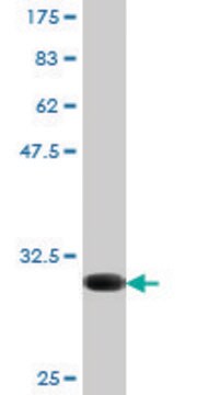 Monoclonal Anti-CX3CR1, (N-terminal) antibody produced in mouse clone 10D5, purified immunoglobulin, buffered aqueous solution