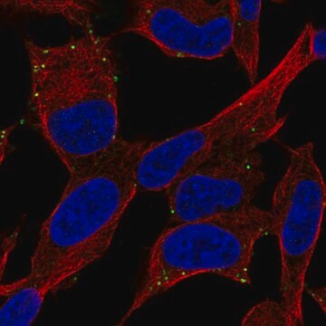 Anti-ADCYAP1R1 antibody produced in rabbit Prestige Antibodies&#174; Powered by Atlas Antibodies, affinity isolated antibody