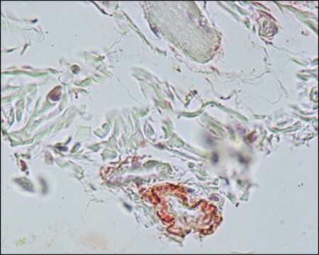 Monoclonal Anti-Elastin antibody produced in mouse clone BA-4, ascites fluid