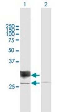 Anti-RND1 antibody produced in mouse purified immunoglobulin, buffered aqueous solution