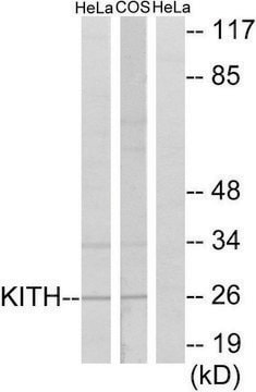 Anti-KITH, C-Terminal antibody produced in rabbit affinity isolated antibody