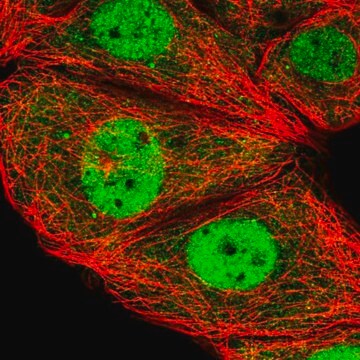 Anti-ESRP2 antibody produced in rabbit Prestige Antibodies&#174; Powered by Atlas Antibodies, affinity isolated antibody