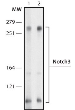 Anti-Notch3 antibody, Rat monoclonal purified from hybridoma cell culture