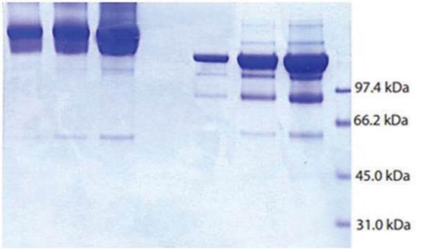 Alpha 2 Macroglobulin from human plasma &#8805;95% (SDS-PAGE)