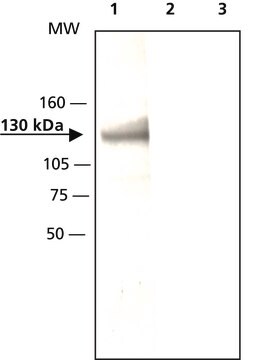 Anti-Axin1 (C-terminal region) antibody produced in rabbit ~2.5&#160;mg/mL, affinity isolated antibody, buffered aqueous solution