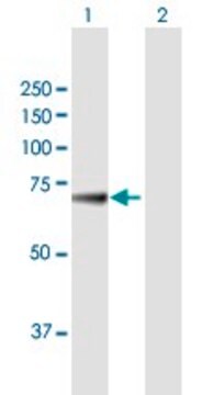 Anti-KLHL36 antibody produced in mouse purified immunoglobulin, buffered aqueous solution