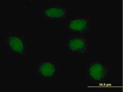 Anti-FOXI1 antibody produced in mouse purified immunoglobulin, buffered aqueous solution