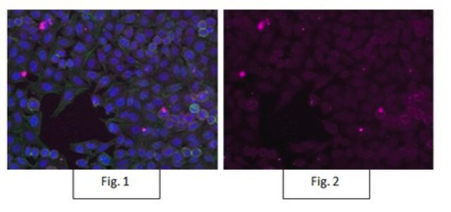 Anti-Rac1 Antibody, clone 23A8, Alexa Fluor&#8482; 647 Conjugate clone 23A8, from mouse, ALEXA FLUOR&#8482; 647