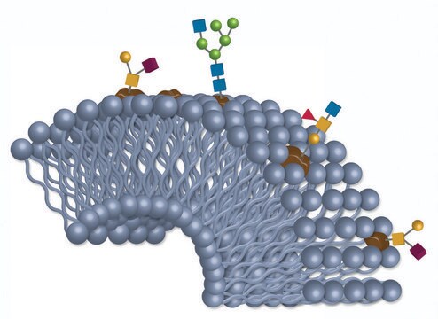 BIOshell Glycan HPLC Columns L × I.D. 15&#160;cm × 4.6&#160;mm, 2.7&#160;&#956;m particle size