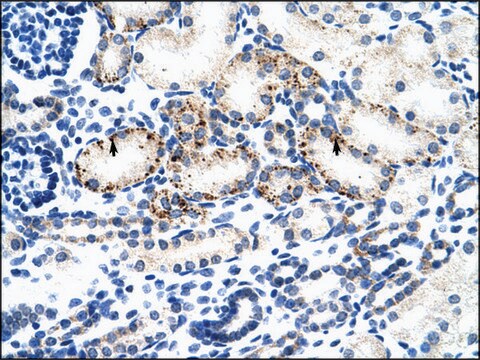 Anti-BMP7 antibody produced in rabbit IgG fraction of antiserum