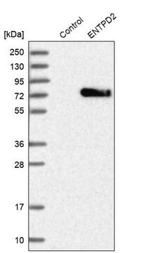 Anti-ENTPD2 antibody produced in rabbit Prestige Antibodies&#174; Powered by Atlas Antibodies, affinity isolated antibody, buffered aqueous glycerol solution