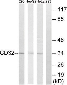 Anti-CD32 antibody produced in rabbit affinity isolated antibody