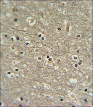 ANTI-WDR82 (N-TERM) antibody produced in rabbit IgG fraction of antiserum, buffered aqueous solution