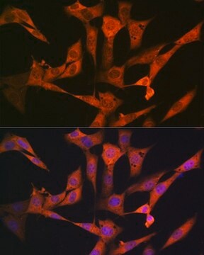 Anti-USP10 antibody produced in rabbit