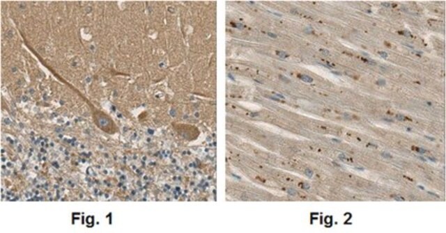 Anti-Ribeye Antibody, clone 3D12.1 clone 3D12.1, from mouse