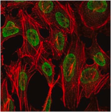 Anti-PSIP1 Antibody, clone 6E4 ascites fluid, clone 6E4, from mouse