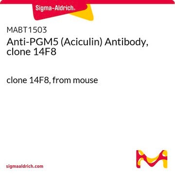 Anti-PGM5 (Aciculin) Antibody, clone 14F8 clone 14F8, from mouse