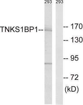 Anti-TNKS1BP1 antibody produced in rabbit affinity isolated antibody