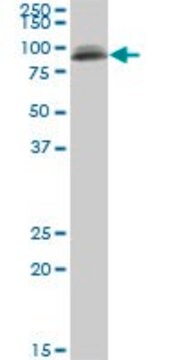 Monoclonal Anti-PIGS antibody produced in mouse clone 3F3, purified immunoglobulin, buffered aqueous solution