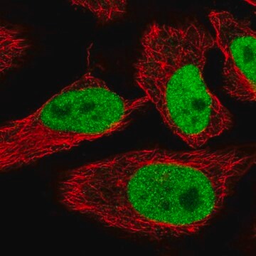 Anti-SPIN1 antibody produced in rabbit Prestige Antibodies&#174; Powered by Atlas Antibodies, affinity isolated antibody