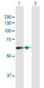 Anti-PDE1A antibody produced in mouse purified immunoglobulin, buffered aqueous solution