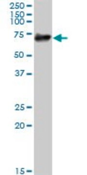 Anti-PTGS1 antibody produced in mouse purified immunoglobulin, buffered aqueous solution