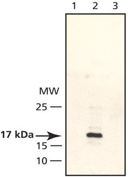 Anti-CENP-A antibody produced in rabbit ~2&#160;mg/mL, affinity isolated antibody, buffered aqueous solution