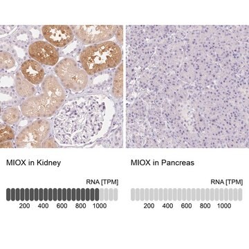 Anti-MIOX antibody produced in rabbit Prestige Antibodies&#174; Powered by Atlas Antibodies, affinity isolated antibody, buffered aqueous glycerol solution