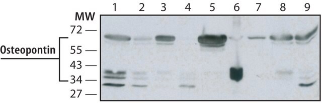 モノクロナール抗オステオポンチン マウス宿主抗体 clone OPN46, purified from hybridoma cell culture