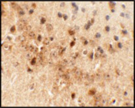 Anti-C1orf187 antibody produced in rabbit affinity isolated antibody