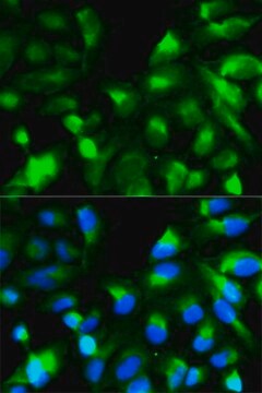 Anti-SNAP25 antibody produced in rabbit