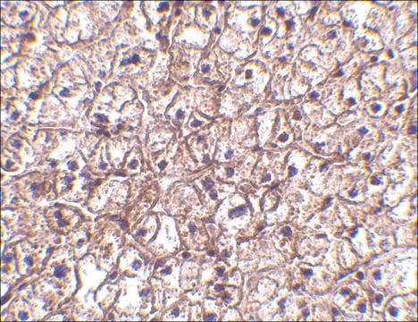 Anti-IFN-&#946; antibody produced in rabbit affinity isolated antibody, buffered aqueous solution