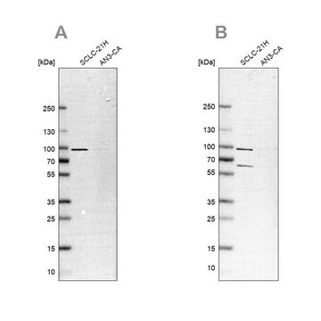 Anti-PNPT1 antibody produced in rabbit Prestige Antibodies&#174; Powered by Atlas Antibodies, affinity isolated antibody, buffered aqueous glycerol solution