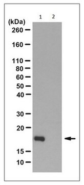 Anti-N1-Phosphohistidine (1-pHis) Antibody, clone SC50-3 clone SC50-3, from rabbit