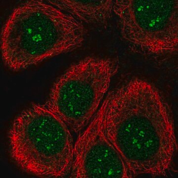 Anti-TAF1C antibody produced in rabbit Prestige Antibodies&#174; Powered by Atlas Antibodies, affinity isolated antibody