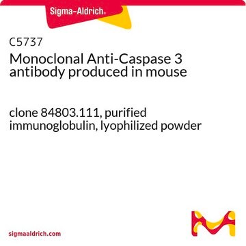 Monoclonal Anti-Caspase 3 antibody produced in mouse clone 84803.111, purified immunoglobulin, lyophilized powder