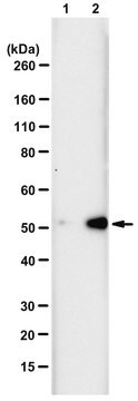 Anti-N3-Phosphohistidine (3-pHis) Antibody, clone SC39-6, ZooMAb&#174; Rabbit Monoclonal recombinant, expressed in HEK 293 cells