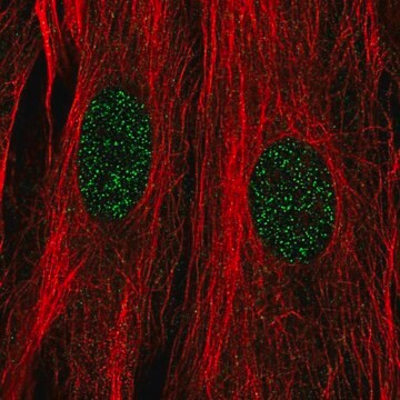 Anti-DPF3 antibody produced in rabbit Prestige Antibodies&#174; Powered by Atlas Antibodies, affinity isolated antibody