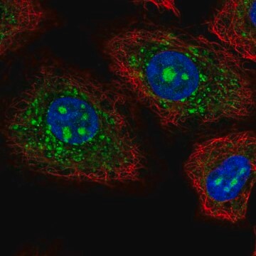 Anti-CEACAM19 antibody produced in rabbit Prestige Antibodies&#174; Powered by Atlas Antibodies, affinity isolated antibody