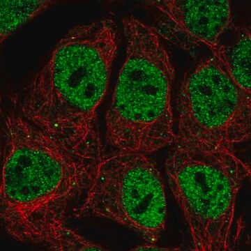 Anti-POU2F1 antibody produced in rabbit Prestige Antibodies&#174; Powered by Atlas Antibodies, affinity isolated antibody